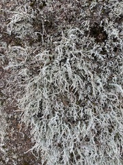 Stereocaulon microcarpum