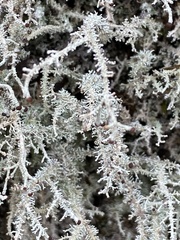 Stereocaulon microcarpum