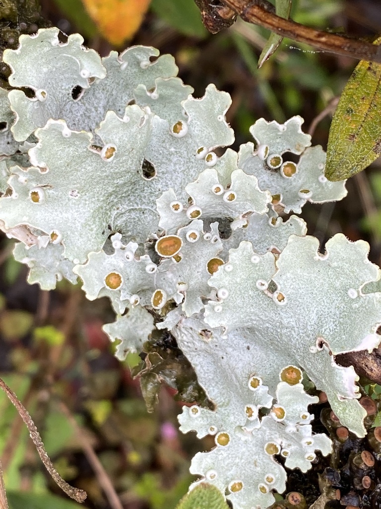 Lobariella pallida