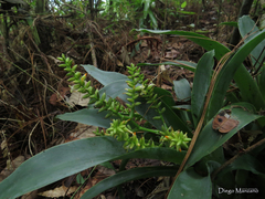 Catopsis minimiflora