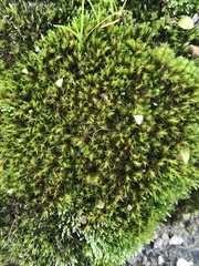 Orthotrichum diaphanum