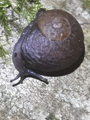 Rhytida stephenensis