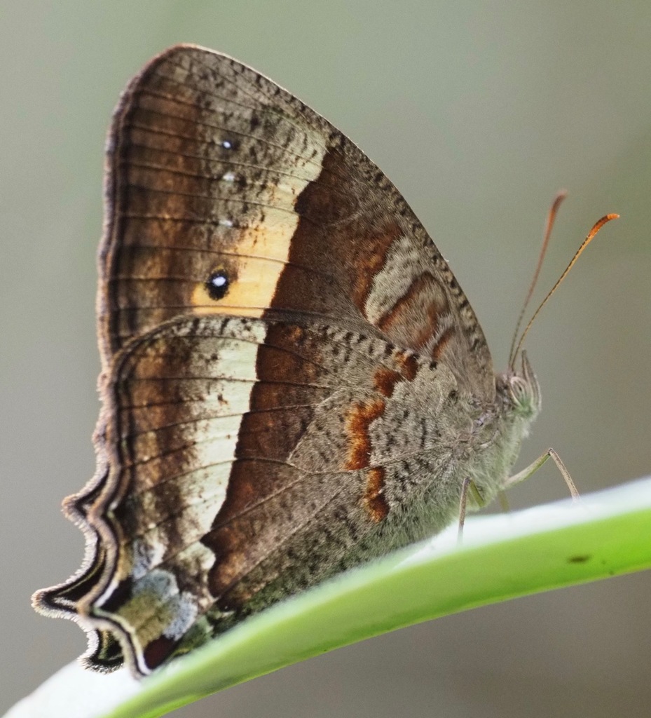 Heteropsis avelona