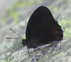 Heteropsis passandava