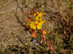 Hoffmannseggia erecta