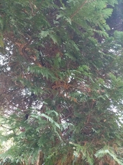 Cupressus × leylandii