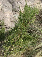 Cliffortia repens