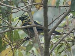 Saltator maxillosus