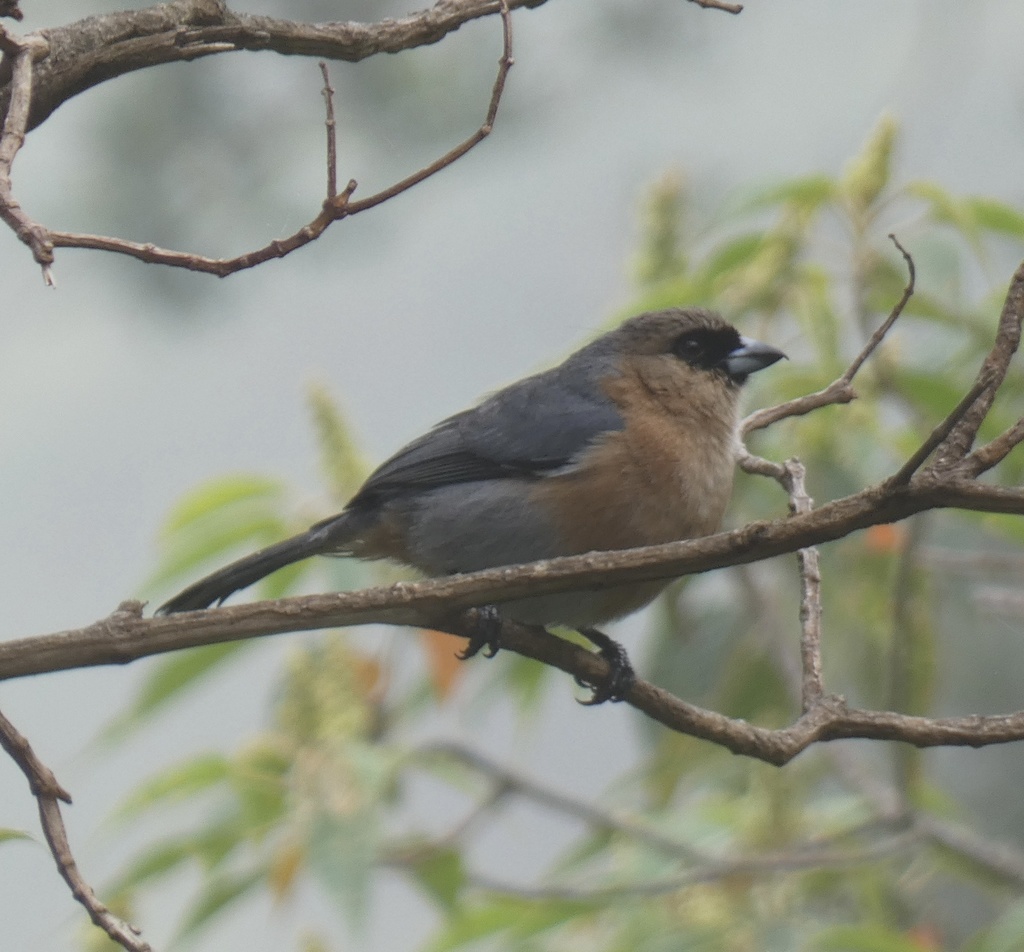 Cinnamon Tanager