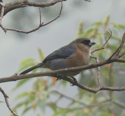Cinnamon Tanager (Schistochlamys ruficapillus), photo 7