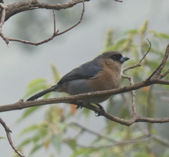 Schistochlamys ruficapillus