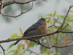 Schistochlamys ruficapillus