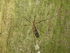 Tipula rufina
