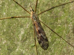 Tipula rufina