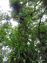 Catopsis minimiflora