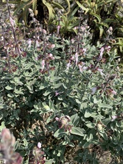 Syncolostemon incanus