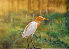 Bubulcus ibis