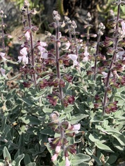 Syncolostemon incanus