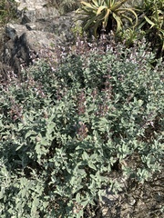 Syncolostemon incanus