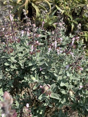 Syncolostemon incanus