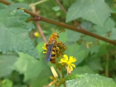 Phalerimeris madurensis