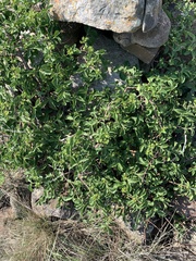Vangueria macrocalyx