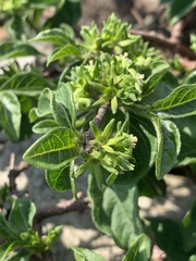 Vangueria macrocalyx