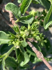Vangueria macrocalyx