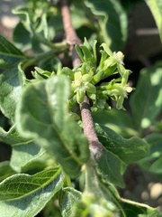 Vangueria macrocalyx