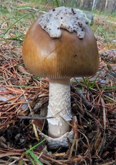 Amanita submembranacea