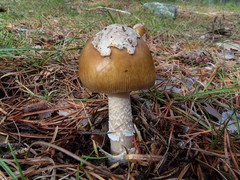 Amanita submembranacea