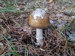 Amanita submembranacea