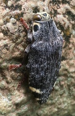 Apateum luczotii
