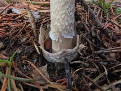 Amanita submembranacea