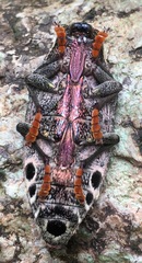 Apateum luczotii