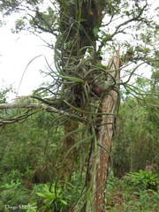 Tillandsia butzii