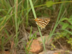Cigaritis schistacea