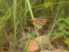 Cigaritis schistacea
