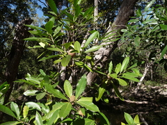 Atractocarpus sessilis
