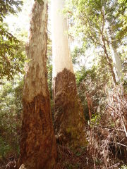Eucalyptus grandis