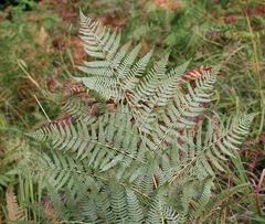 Pteridium tauricum