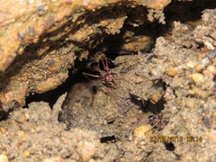 Myrmecia vindex