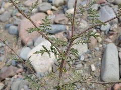 Descurainia erodiifolia