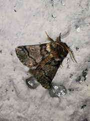 Thaumetopoea processionea