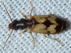 Trichis maculata