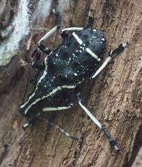 Tophoderes frenatus