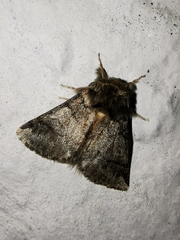 Thaumetopoea processionea