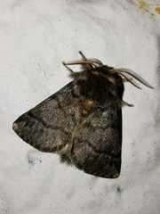 Thaumetopoea processionea