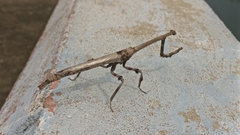 Toxoderidae