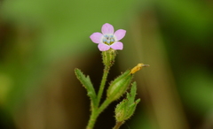 Gilia crassifolia